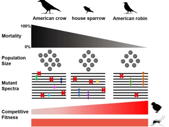 Fig 6. Species-specific composition of WNV populations and competitive fitness. Host mortality and intrahost WNV population sizes are associated with WNV population structure and competitive fitness