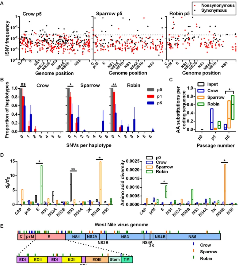Fig 4. High-frequency iSNVs contribute to haplotype displacement in a bird-species dependent manner