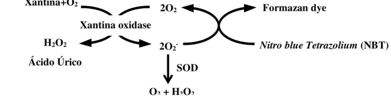 Figura 5. Modelo esquemático da atividade da superóxido dismutase. A SOD catalisa a  dismutação do ânion  superóxido (O 2- )  em  oxigênio molecular (O 2 )  e  peróxido  de  hidrogênio (H 2 O 2 )