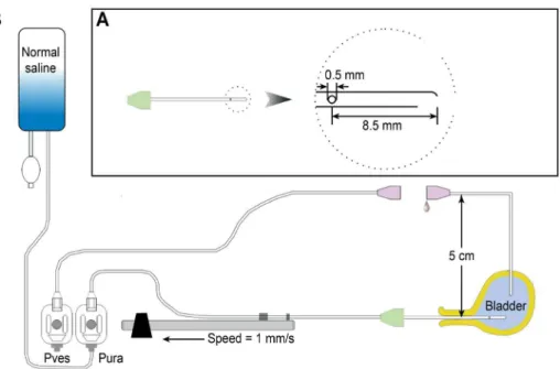 Fig 1. Schematic drawing of the setup for urethral pressure profile recording. (A) A lateral hole water- water-perfusion catheter, used for transurethral catheterization and UPP recording in female rats