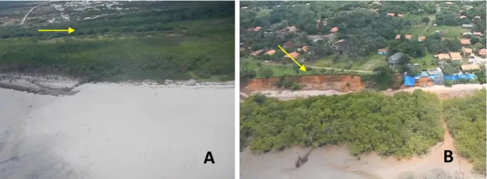 Figura  20-  (A)  Unidade  cheniêr  entre  o  manguezal,  na  praia  do  Crispim.  (B)  Tabuleiro  costeiro  aflorando  a  Formação Barreiras em processo erosivo, em Marudá
