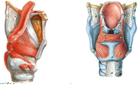 Figura 3  –  Músculo cricoaritenóideo lateral e músculo cricoaritenóideo posterior 