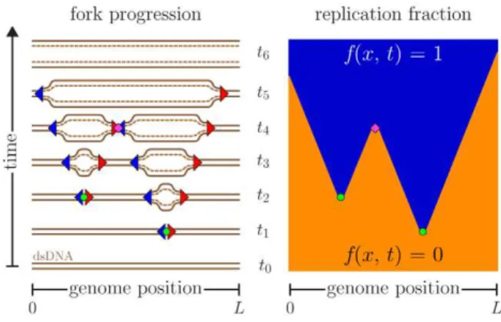 Figure 2. Initiation profile I(x,t) used to produce the results presented in Fig. 3. The left-hand side is a density plot of the initiation rate, while the right-hand side shows I(x) at various time points