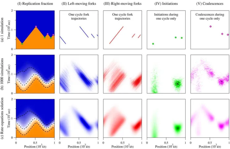 Figure 3. Comparison between one simulated replication cycle (a), 1000 simulation cycles (b), and our rate-equation solution (c)