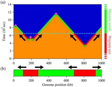 Figure 6 b shows the red-green content, Y(x), as a function of the genome position averaged over all the molecules collected in Fig