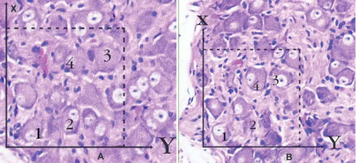 Figure 2 A-B. Application of the physical dissector method in which micrographs in same ields of view (A, B) are taken  from two parallel adjacent thin sections separated by a distance of 5 µm in a normal rabbit
