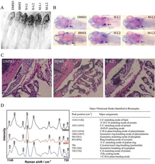 Figure 5. Leptin abrogates IBMX-induced lack of skeletal ossification in developing zebrafish