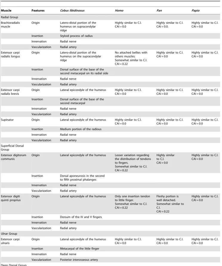 Table 3. Comparative analyses of the extensor muscles forearm among C.l., human (Homo), chimpanzee (Pan) and baboon (Papio).