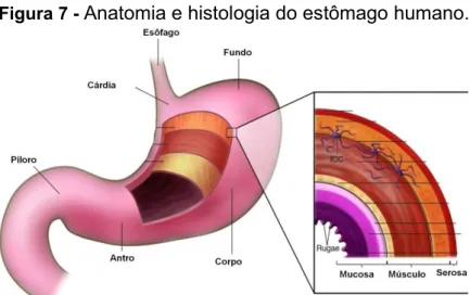 Figura 7 -  Anatomia e histologia do estômago humano.