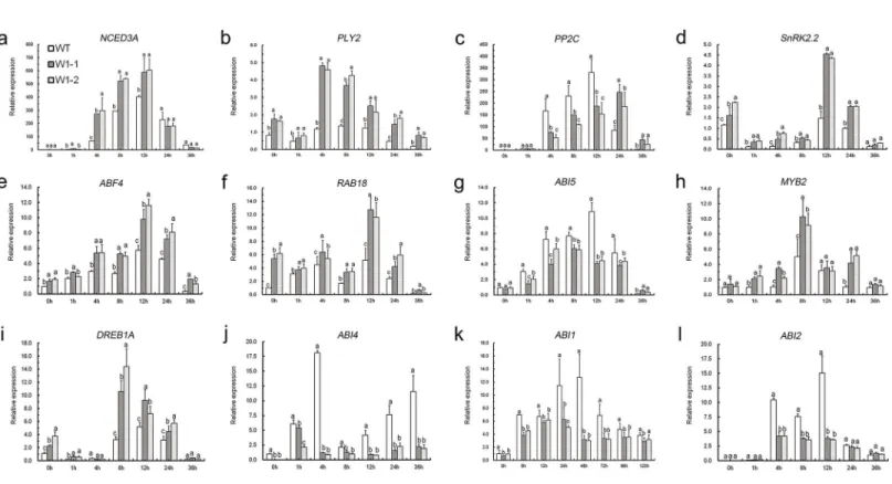 Fig 8. Expression of ABA-related genes in wild-type and CmWRKY1 transgenic lines (W1-1 and W1-2).