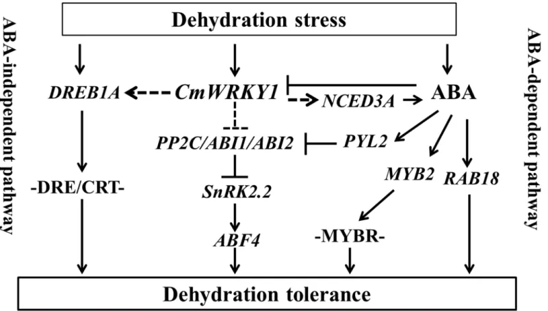 Fig 9. Model describing the interaction between CmWRKY1 and ABA-associated genes in response to dehydration stress