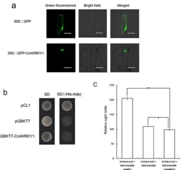 Fig 2. Analysis of the subcellular localization and transactivation of CmWRKY1. The transactivation analysis was performed using a yeast assay system