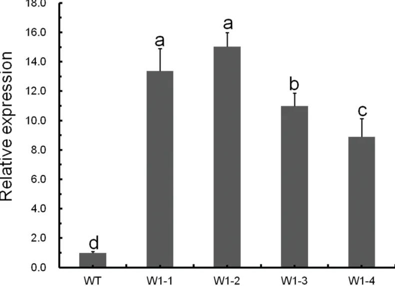 Fig 3. Relative expression levels of the CmWRKY1 gene in transgenic plants. Expression of the CmWRKY1 transcript in wild-type ‘Jinba’ and transgenic chrysanthemum lines overexpressing CmWRKY1.