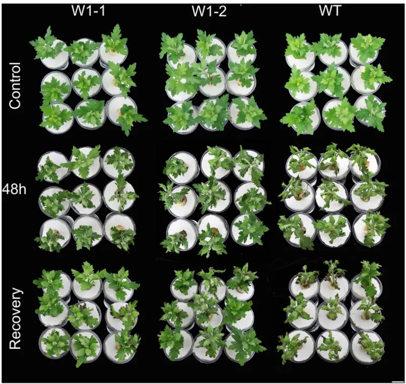 Fig 4. Phenotypic differences between transgenic chrysanthemum lines overexpressing CmWRKY1 and wild-type ‘Jinba’ under PEG 6000 treatment
