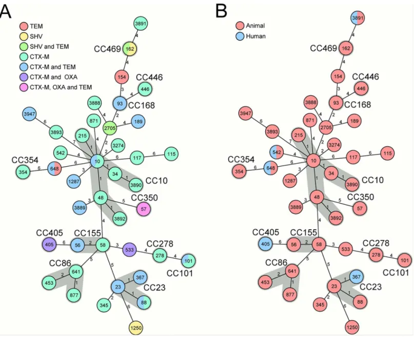 Fig 1. Minimum spanning trees based on MLST allelic profiles portraying the clonal relationship of ESBL-producing E