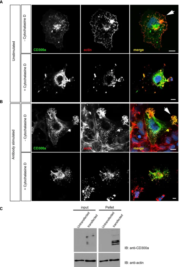 Figure 5. CD300a associates with F-actin in COS-7 cells. A. COS-7 cells were transfected with a CD300a expression construct and the subcellular localization of CD300a was then revealed by staining with anti-CD300a antibodies