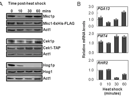Figure 4. Differential activation profiles of MAP kinases in response to heat shock. (A) Phosphorylation of C