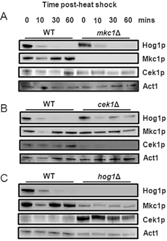 Table 1), hog1, cek1 and mkc1 cells to these stresses (Figure 6). The mkc1 cells were temperature sensitive, as reported [32,84]