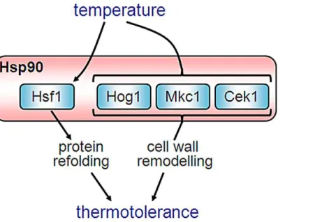 Figure S1 Dynamics of Hsp90 depletion in C. albicans HSP90 cells. (A) Doxycycline-conditional C