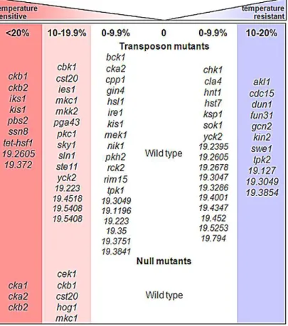 Figure 3. Key MAP kinase signalling pathways contribute to thermal adaptation in C. albicans 