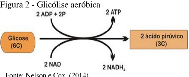 Figura 2 - Glicólise aeróbica 