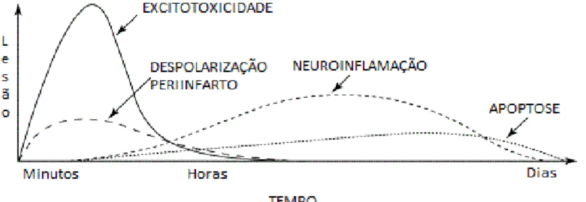 Figura 3 - Sequência temporal dos mecanismos fisiopatológicos de morte celular  na isquemia cerebral