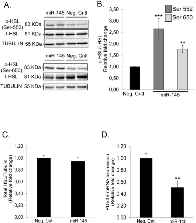 Figure 4. miR-145 increases HSL phosphorylation at activating residues (but does not change total protein content of HSL) and down-regulates PDE3B