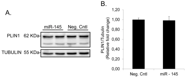 Figure S1 Quantification of over-expression of miR-145 in human differentiated pre-adipocytes