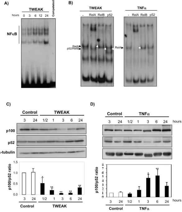 Figure 1. Different DNA-binding NFkB complexes induced by TWEAK and TNFa in renal tubular cells