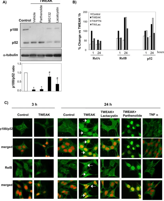 Figure 3. Proteasome activity are required for TWEAK-induced p100 processing. A) Tubular cells pre-treated with 10 mM parthenolide, 10 mM lactacystin or 20 mM MG132 were stimulated with 100 ng/ml TWEAK for 6 h