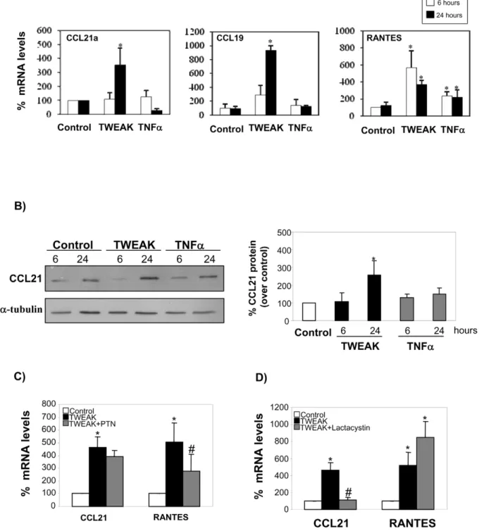 Figure 4. TWEAK induces the expression of NFkB2 targets, CCL21 and CCL19, in tubular cells