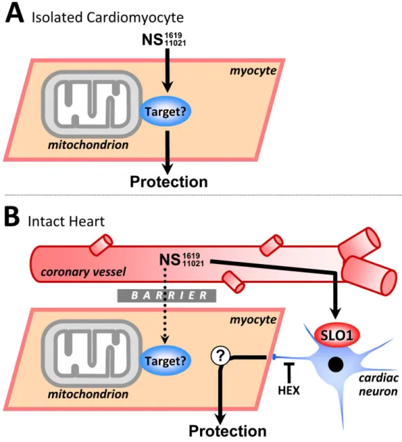 Figure 7 Working model of SLO1 (in)dependent mechanisms of action in NS1619/NS11021 cardio- cardio-protection