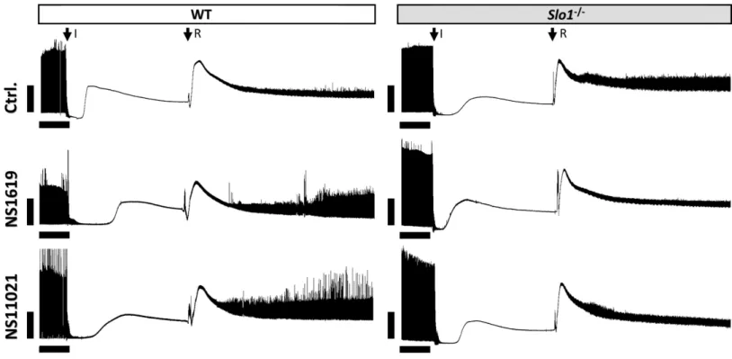 Figure 1 Representative left ventricular pressure traces from perfused hearts. Traces are shown for wild-type (WT) and Slo1 −/− hearts, in the presence of vehicle (Ctrl.), NS1619 or NS11021, as per the methods