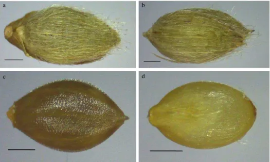 Figura  1.  Fotos  de  B.  humidicola  cv.  BRS  Tupi;  a)  semente  inteira,  b)  semente  sem  glumas,  c)  semente  sem  glumas  e  lemas  e  d)  semente  sem  glumas,  lemas  e  páleas/cariopse  nua