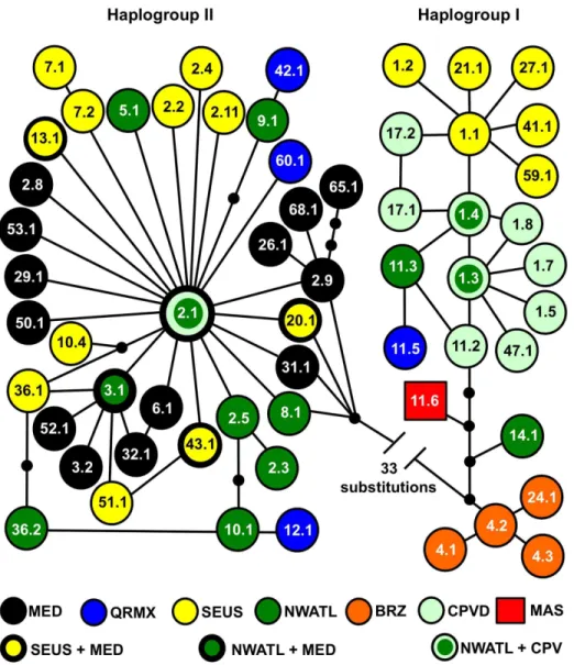 Figure 2. Unrooted parsimony network for ,800 base pair Atlantic, Mediterranean, and western Indian Ocean loggerhead haplotypes