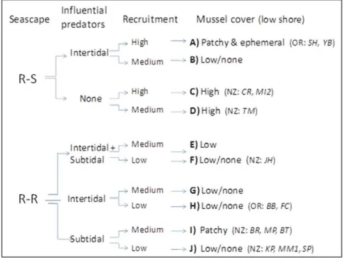 Figure 6. Conceptual model describing the influence of seascape, the presence of influential intertidal/subtidal predators (predators that have a strong influence on intertidal prey abundance) and recruitment on the distribution of mussel beds in the rocky