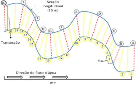 Figura  2.2.  Desenho  esquemático  da  amostragem  utilizada  no  estudo.  As  transecções  foram  nomeadas  de  “A”  (jusante)  a  “K”  (montante)  marcados  com  bandeirinhas  (totalizando  11  transecções)