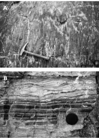 Fig. 5. A: Stylolites in highly strained burrow-mottled facies of the Amdrup Member (Wandel Valley Formation) on Harefjeld.