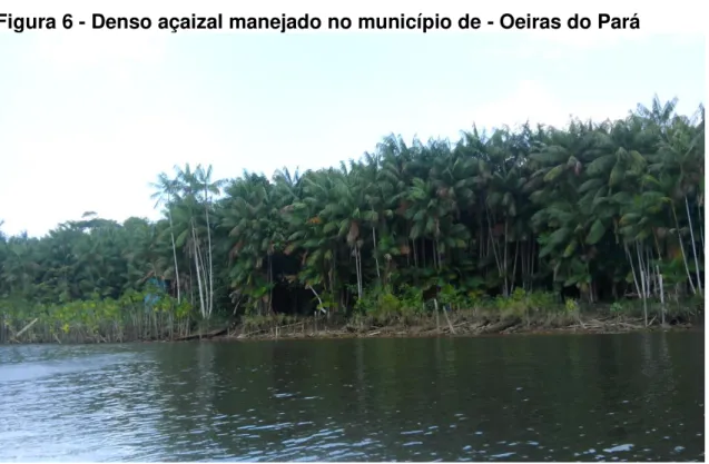 Figura 6 - Denso açaizal manejado no município de - Oeiras do Pará 