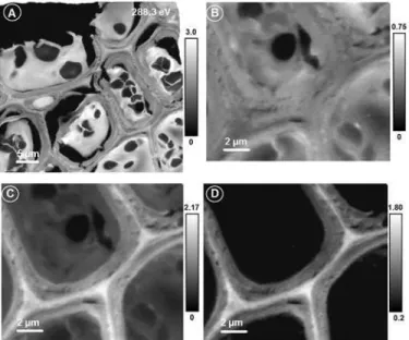 Fig 4. Soft X-ray microscopic images of lentil stem section. Image recorded at 288.3 eV (A) showing a large number of cells; Pre-edge (B: average from 282.0–283.0 eV), lignin absorption (C: average from 284.7–