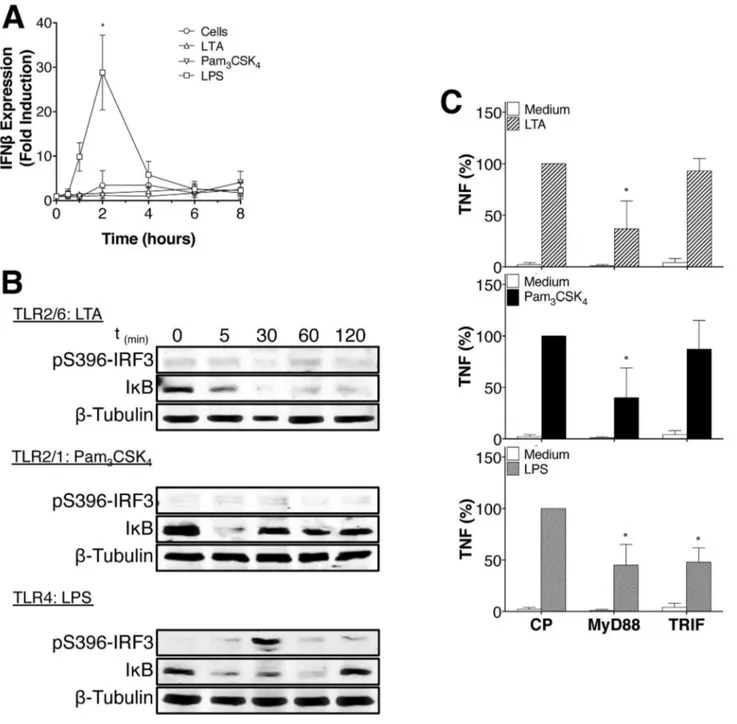 Figure 5.  LTA and Pam 3 CSK 4  do not induce IRF-3 phosphorylation or IFN-β production