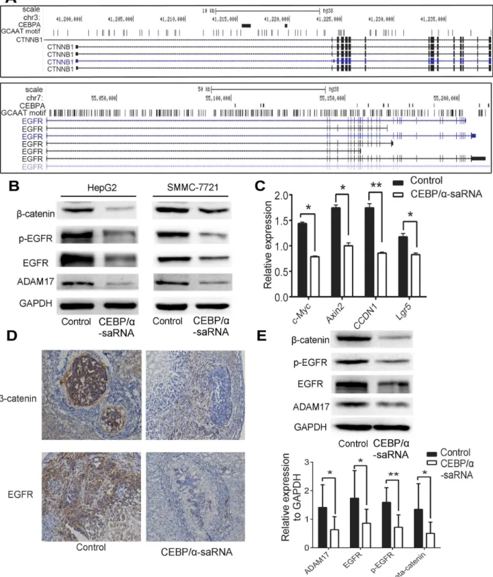 Fig 4. Transfection of C/EBPα-saRNA inhibits metastasis by targeting EGFR/β-catenin signaling pathway