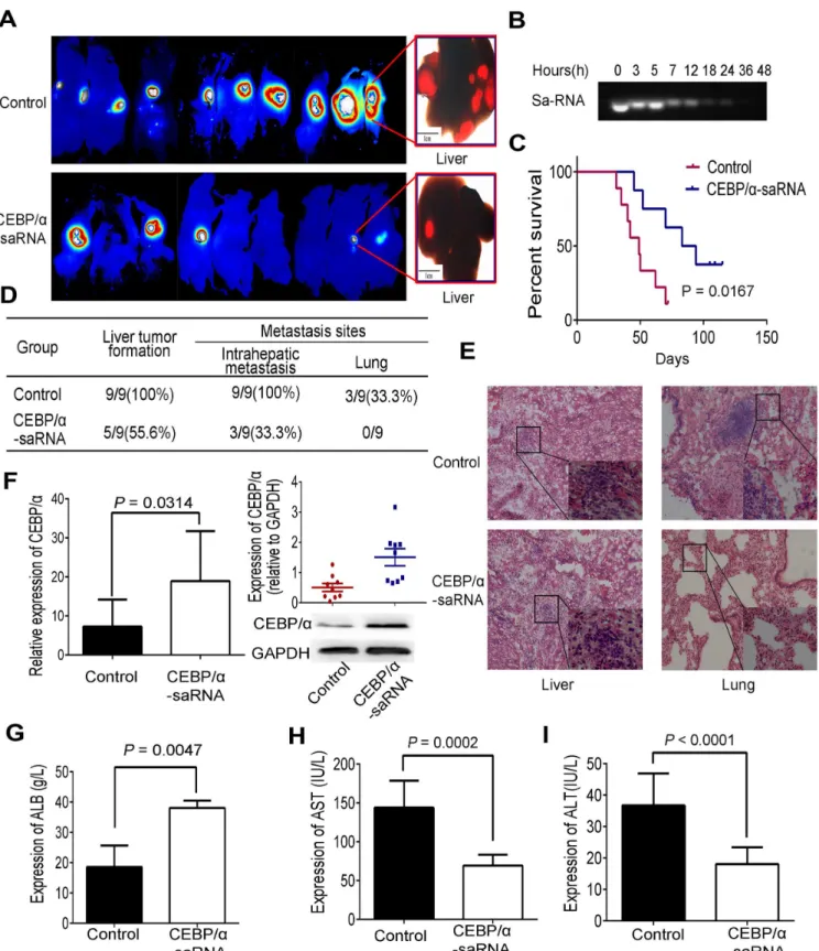 Fig 1. Intravenous injection of C/EBPα-saRNA-dendrimer inhibited tumor metastasis and improved liver function in nude mice with tumors from HepG2-RFP cells
