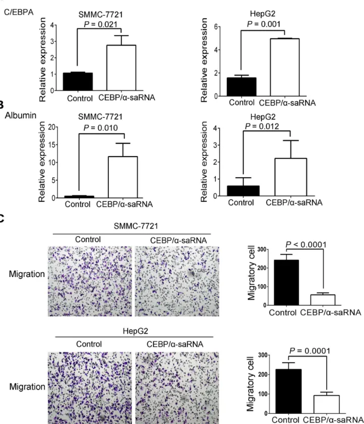 Fig 2. Transfection of C/EBPα-saRNA in SMMC-7721 and HepG2 cells resulted in inhibition of migration