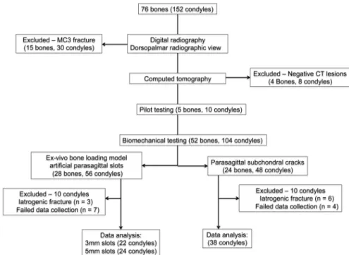 Figure 2. Subchondral fatigue crack dimensions were measured in transverse (A) and reconstructed frontal plane (B) computed  tomog-raphy (CT) images