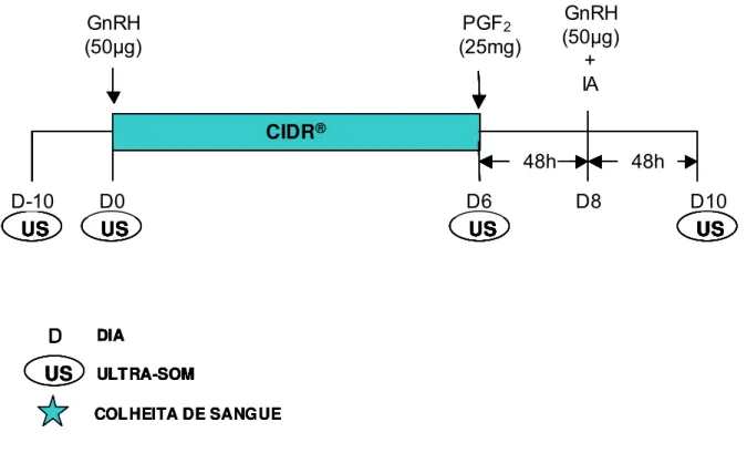Figura 01. Protocolo de sincronização da ovulação com IATF 1 (GnRH) utilizado em vacas Nelore no período pós-parto (n= 110)