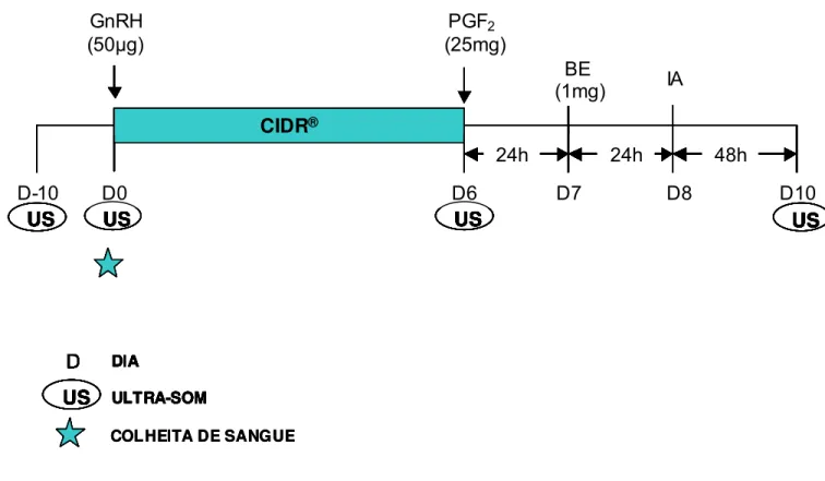Figura 02. Protocolo de sincronização da ovulação com IATF 2 (BE) utilizado em vacas Nelore no período pós-parto (n= 107)