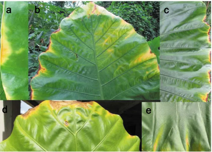 Figure 7. Illustrations of leaf dieback in the marginal areas of Alocasia macrorrhiza 