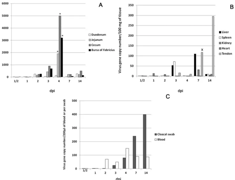 Fig 2. Viral gene copy numbers as determined by RT-PCR. Values represent the medians of five turkeys at each time point; (A) Intestines and bursa of Fabricius