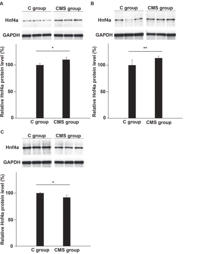 Fig 4. Expression of the Hnf4a protein in the brains of CMS and C groups. Protein extracts were prepared from the PFC (A), thalamus (B), and hippocampus (C) from the CMS and C groups